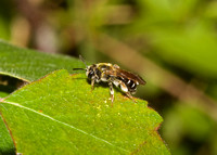 Bee                      Halictus rubicundus