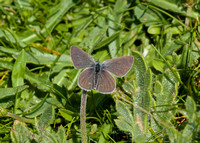 Small Blue