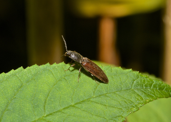 Click Beetle  (Red-brown Skipjack)