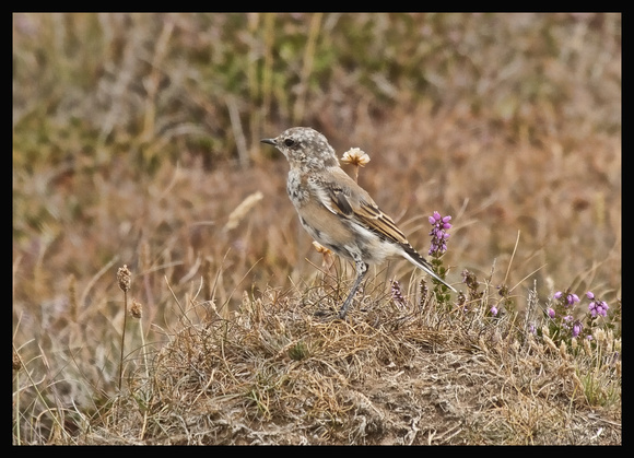 Young Wheatear