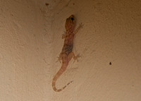 Mediterranean House Gecko