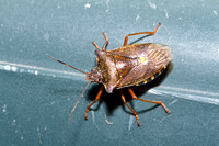 Wood Bug