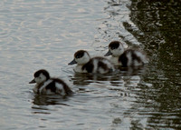 Shelduck Ducklings