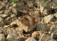 Hermit Butterfly