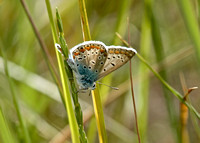 Cyprus Blue Butterfly