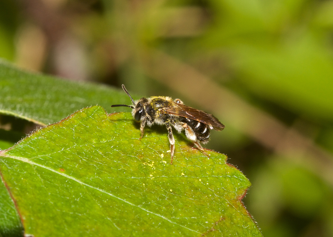 Bee                      Halictus rubicundus