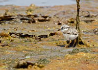 Ringed Plover Chick