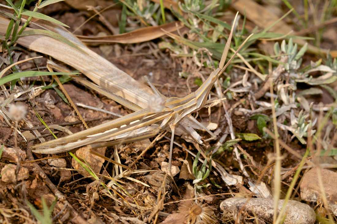 Flat Nosed Grasshopper