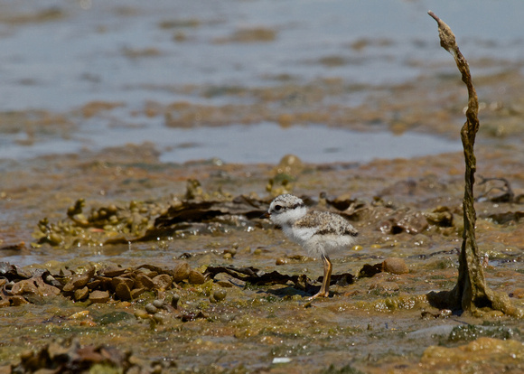 Ringed Plover Chick