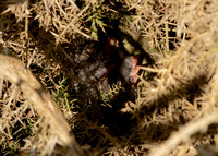 Dartford Warbler Nest with Chicks