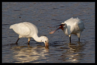 A visits from the Spoonbills