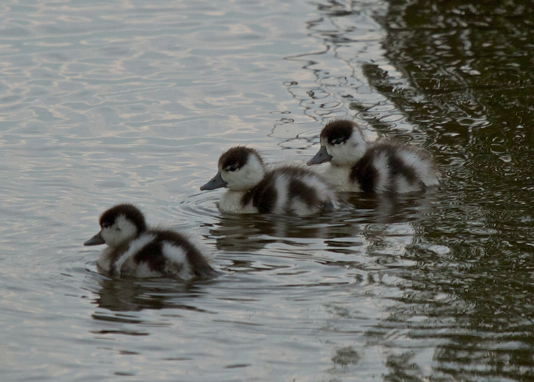 Shelduck Ducklings