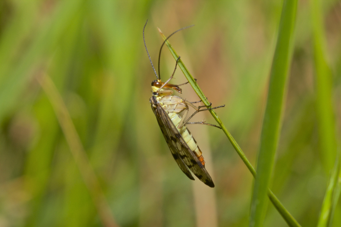 Scorpianfly Female