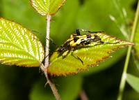 Black and Yellow Longhorn Beetle