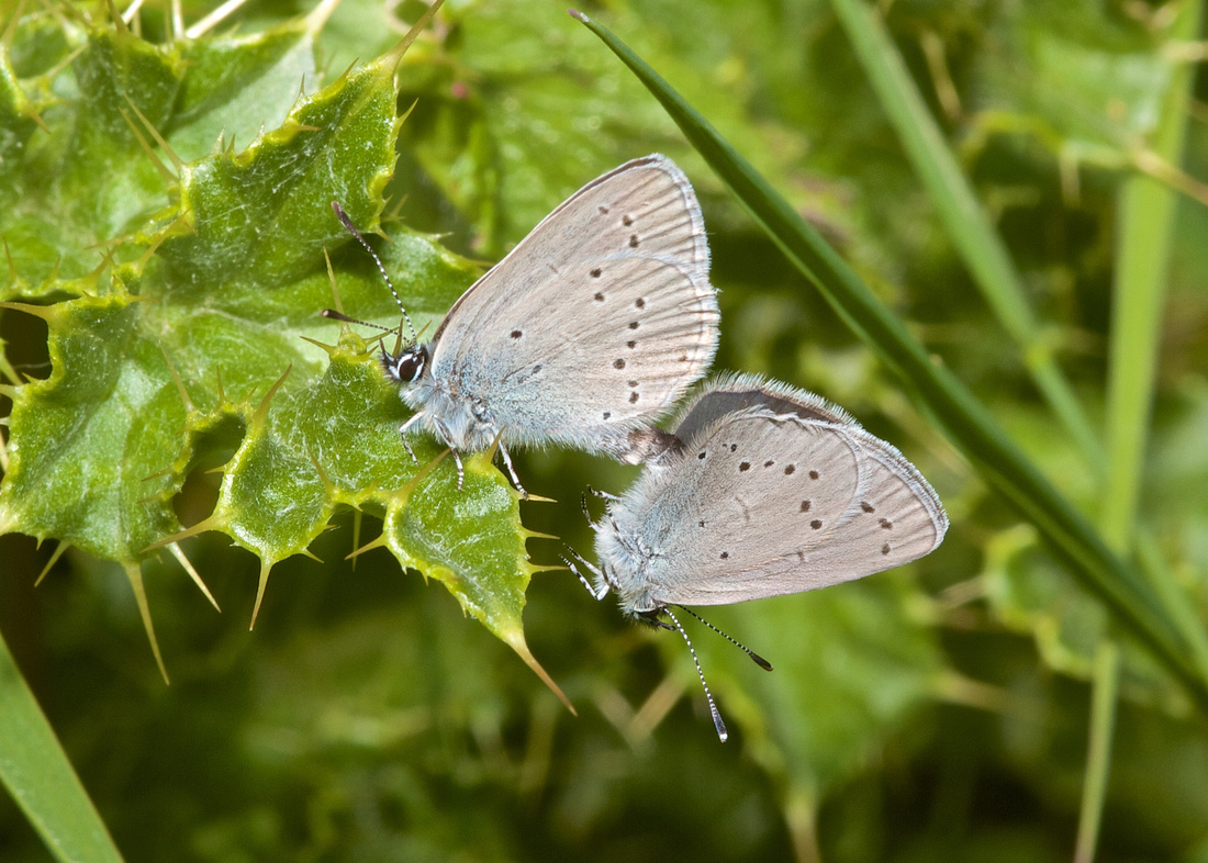 Small Blue Coupled