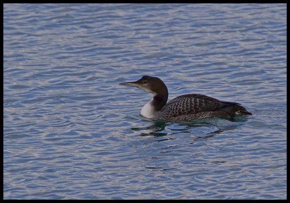 Great Northern Diver