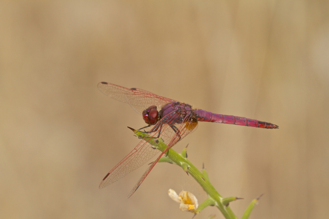 Violet Dropwing Dragonfly