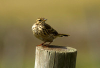Chats and Pipits