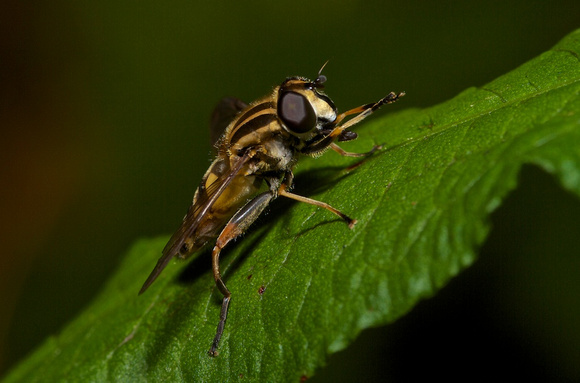Hover Fly (Helophilus pendulus